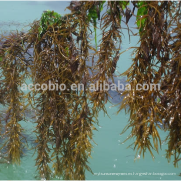 Sargassum fusiforme 100% natural de alta calidad (Harv.) Extracto de Setch Extracto de algas marinas Fucoidan 20%